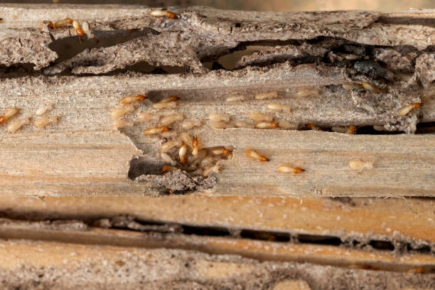 Best Affordable Pest Control Services  in Mcgregor, TX